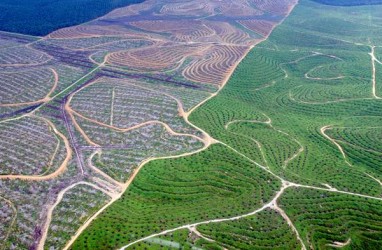 Riau Rekomendasikan Replanting 15.000 Ha Kebun Sawit