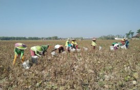 Harga Kacang Hijau di Madiun Anjlok Saat Panen Tiba