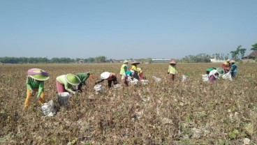 Harga Kacang Hijau di Madiun Anjlok Saat Panen Tiba