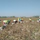 Harga Kacang Hijau di Madiun Anjlok Saat Panen Tiba