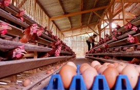Mendag Kerek Harga Telur & Daging Ayam