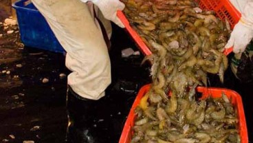 Produksi Udang Kualitas Ekspor Kulon Progo 574,2 Ton pada Triwulan II 