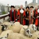 ‘London Sheep Drive’ Peringati Kejayaan ‘Freeman’ Abad ke-12