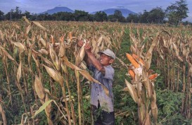 Pengusaha Pakan Sudah Dekati Sentra Jagung