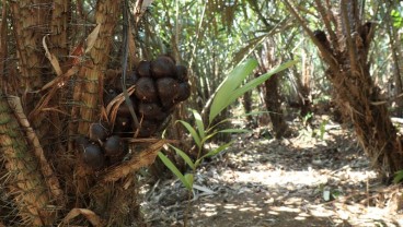 Jembrana Pelajari Potensi Salak, Petaninya Diklaim Temukan Varietas Baru