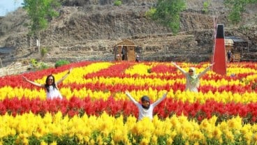 DESTINASI WISATA, Manjakan Mata di Kebun Bunga Kukup Mentari