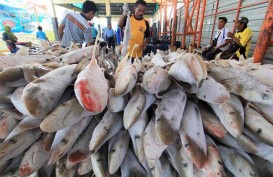 Terpengaruh Cuaca, Pendapatan Penjualan Ikan di Kendari Menurun