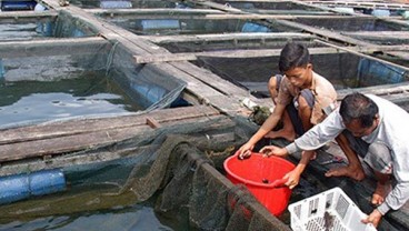 Dinas Bingung Memulai Budi Daya Kerapu di Perairan Laut Mulut Seribu