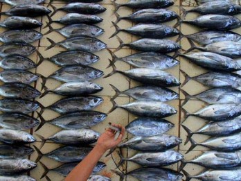 Menteri Susi Berharap BUMN dan BUMD Tampung Ikan Nelayan