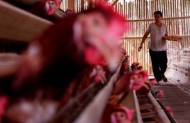 Peternak Pangkas Produksi Telur Ayam Sampai Akhir Tahun