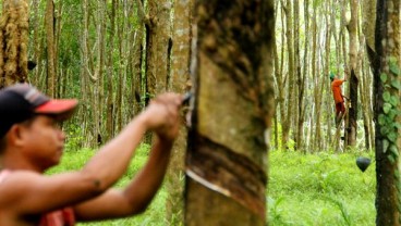 Harga Karet Melorot Lebih dari 2 Persen