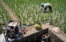 Lahan Pertanian di Palembang Susut 10%