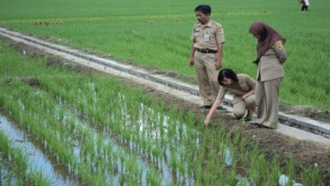 Sumbar Kekurangan 1.400 Tenaga Penyuluh Pertanian