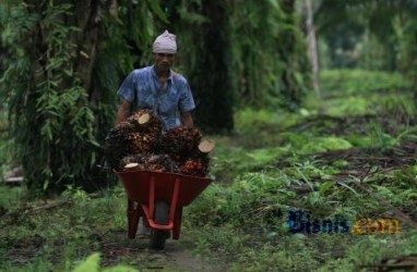 Hasilkan Rp307 Triliun, Kementan Ingin Replanting Sawit Sukses