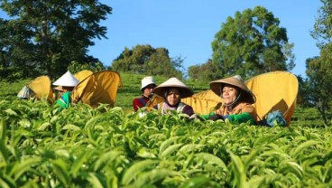 Produksi Teh di Kebun Jolotigo Dipacu