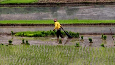 Kekeringan Berpotensi Turunkan Produksi Pangan Nasional