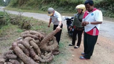 Talas Jumbo Asal Ponorogo Bikin Heran