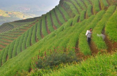 Sektor Agribisnis Perlu Didorong Agresif