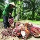 Riau Fokus Pendataan 1,3 Juta Ha Kebun Sawit Swadaya