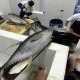 Oktober, Nilai Penjualan Ikan PPN Sungailiat Rp6,8 Miliar