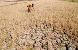 Kekeringan Lahan Pangan di Jateng Mulai Berkurang