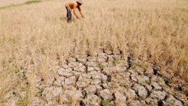 Kekeringan Lahan Pangan di Jateng Mulai Berkurang