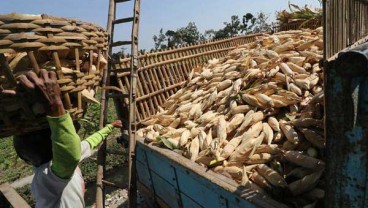 KOMODITAS UNGGULAN : Produksi Jagung Jatim 6,5 Juta Ton