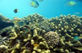 Komitmen Presiden 2019, Pandu Laut Nusantara Luncurkan Petisi Perlindungan Laut
