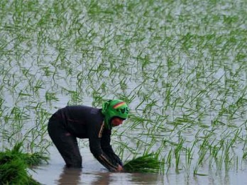 Luas sawah di Sentra Pertanian Sumsel Menyusut