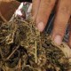 Thailand Berpeluang Jadi Negara Asia Pertama yang Melegalkan Ganja