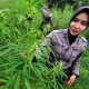 Ganja Naik Daun, Investor Incar Asia