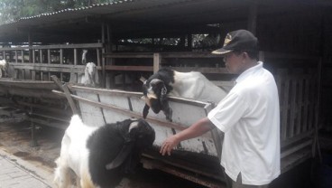 Jembrana Kembangkan Sentra Kambing Etawa