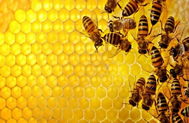 Diserang Lebah Madu Raksasa 4 Warga Wonogiri Dilarikan ke Rumah Sakit