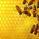 Diserang Lebah Madu Raksasa 4 Warga Wonogiri Dilarikan ke Rumah Sakit