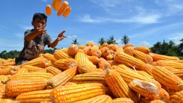 Empat Investor Minati Budi Daya Jagung Sistem Plasma