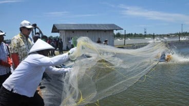 Perindo Berencana Tingkatkan Produksi Udang