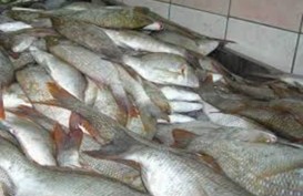 Penurunan Harga Ikan Tongkol Pengaruhi Indikator Ekonomi Kalbar