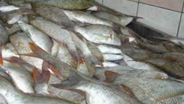 Penurunan Harga Ikan Tongkol Pengaruhi Indikator Ekonomi Kalbar