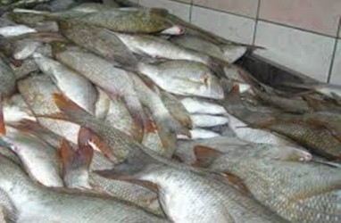 Penurunan Harga Ikan Tongkol Pengaruhi Indikator Ekonomi Kalbar