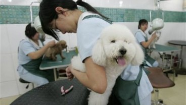 China Larang Jalan-jalan Bersama Anjing Piaraan di Pusat Kota