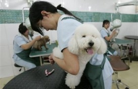 China Larang Jalan-jalan Bersama Anjing Piaraan di Pusat Kota