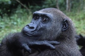 Data Simpang Siur, Jumlah Gorila di Dunia Semakin…