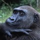Data Simpang Siur, Jumlah Gorila di Dunia Semakin Menurun