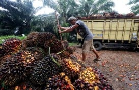 Ekspansi Pabrik Sawit Dorong Kredit Investasi BRI Agro