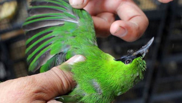 Penyelundupan Burung Cucak Hijau, Beo dan Murai Batu