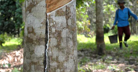 Petani memanen getah karet di Muaro Jambi, Jambi, Sabtu (13/5)./Antara-Wahdi Septiawan