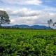 RASTER : Menjajakan Produk Agri Indonesia Hingga ke Ujung Dunia