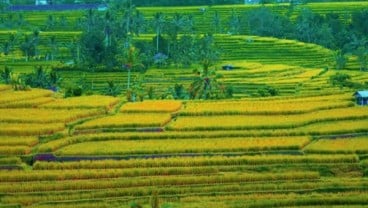 Kurangi Risiko Bencana, Tabanan jadi Kabupaten Tangguh