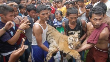 Harimau Nyasar ke Pasar di Indragiri Hilir, Terjebak di Sela Ruko