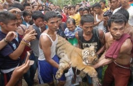 Harimau Nyasar ke Pasar di Indragiri Hilir, Terjebak di Sela Ruko